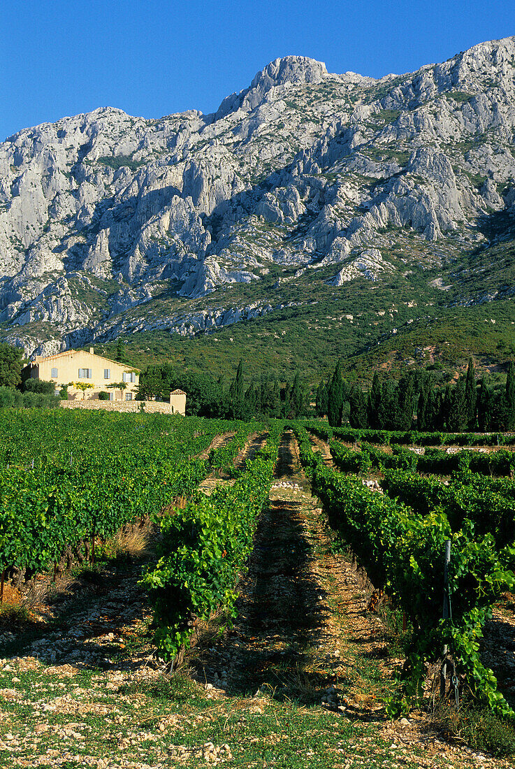 Montagne Sainte_Victoire, France, Provence, Bouches_du_Rhône, mountains, shoots, vineyard