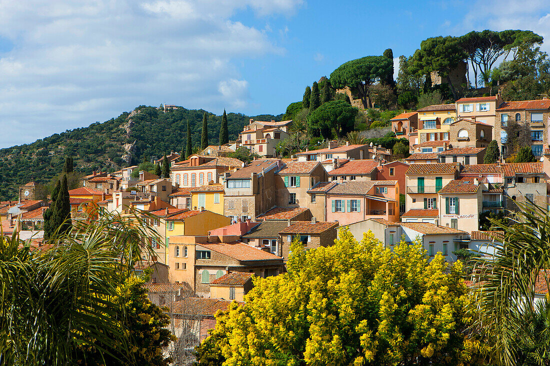 Bormes_les_Mimosas, France, Europe, Côte dAzur, Provence, Var, town, city, houses, homes, Old Town, spring, trees, mimosas, palms