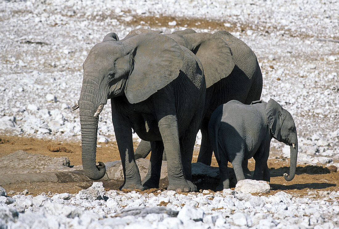 African Elephant, Loxodonta africana, Elephantidae, Elephant, animal, Africa, waterhole, Etosha, National Park, Namibia