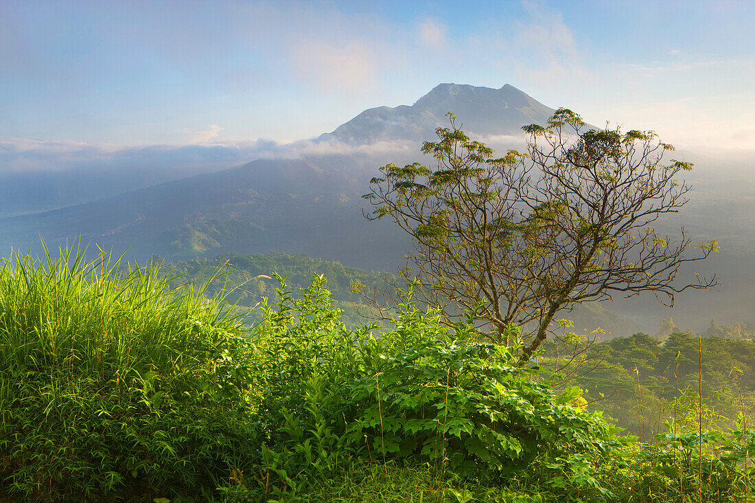 Batur, Indonesia, Asia, Bali, mountain, volcano, volcanism, geology, primeval forest, jungle, rain forest, nature, trees, morning mood