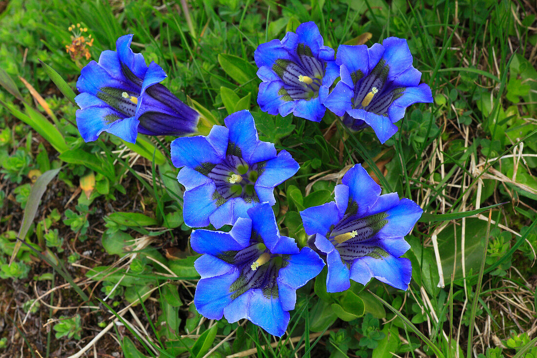 Gentiana acaulis