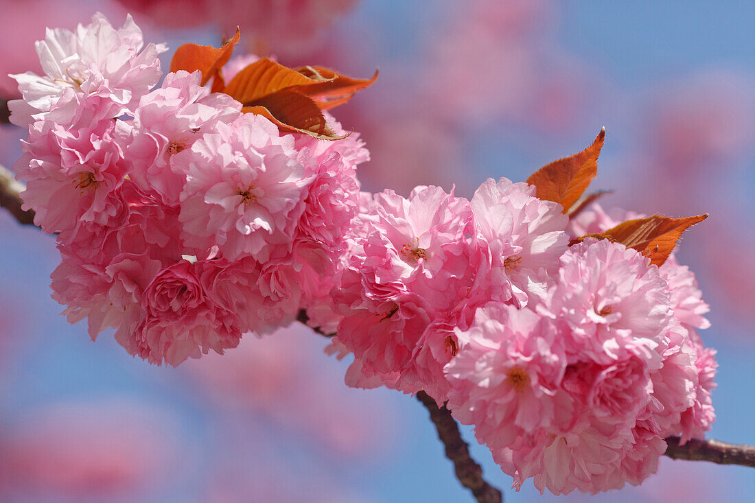 Cherry blossom, Japanese Cherry, Lat. Prunus serrulata, in Spring, Munich, Upper Bavaria, Bavaria, Germany, Europe