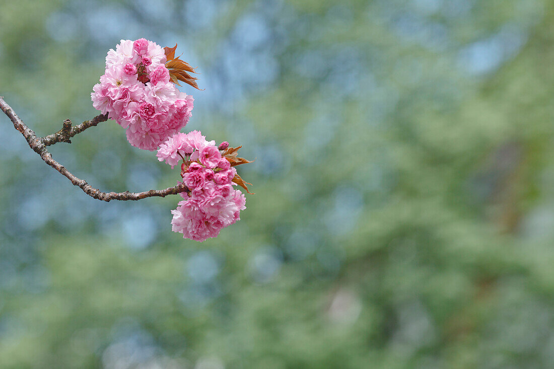 Cherry Blossom Japanese Cherry Lat License Image 70773564 