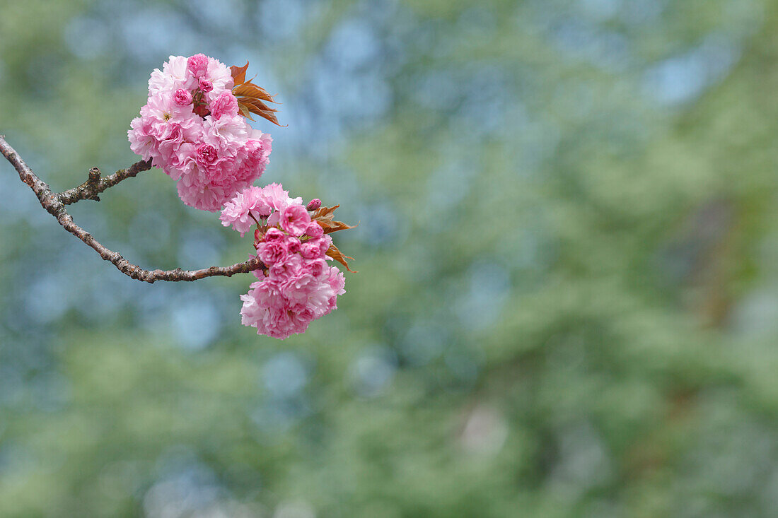 Kirschblüte, Japanische Blütenkirsche, lat. Prunus serrulata, Zierkirsche, Frühling, München, Oberbayern, Bayern, Deutschland, Europa