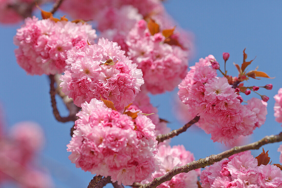 Kirschblüte, Japanische Blütenkirsche, lat. Prunus serrulata, Zierkirsche, Frühling, München, Oberbayern, Bayern, Deutschland, Europa