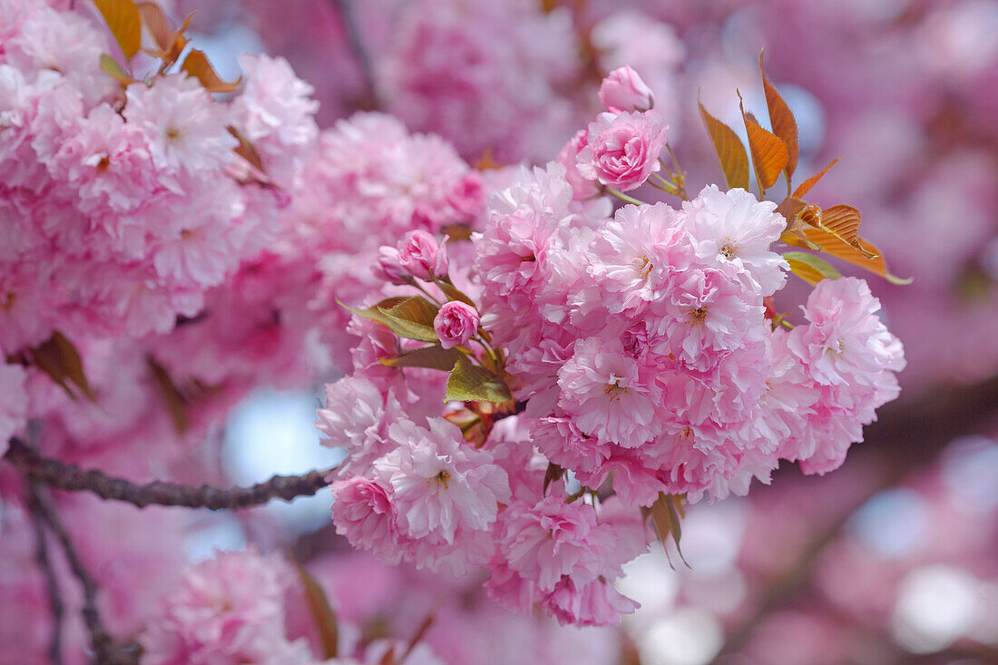Kirschblüte, Japanische Blütenkirsche, lat. Prunus serrulata, Zierkirsche, Frühling, München, Oberbayern, Bayern, Deutschland, Europa