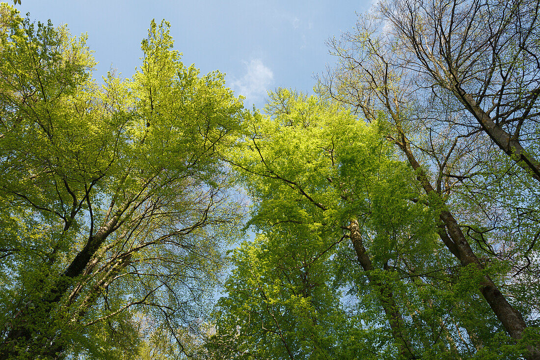 European beech forest, beech, Lat. Fagus sylvatica, Spring, Isar valley, Pullach im Isartal, Upper Bavaria, Bavaria, Germany, Europe