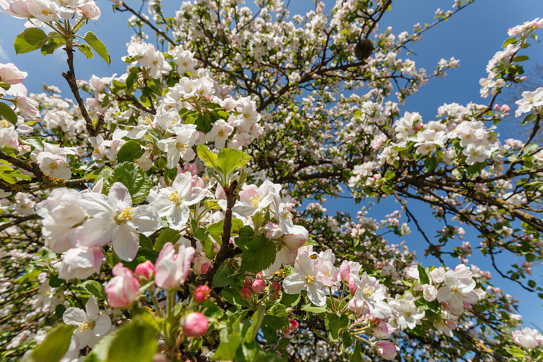 Apfelblüte, Frühling, Landkreis München, Münchner Süden, Frühling, Oberbayern, Bayern, Deutschland, Europa