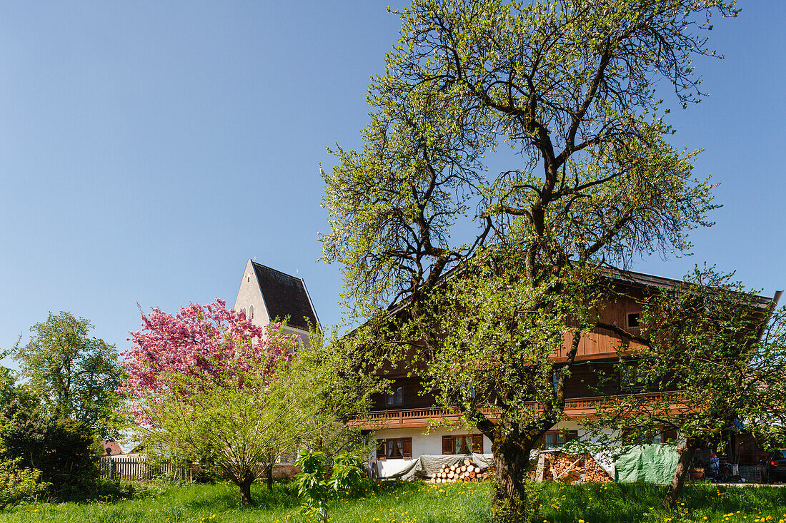 Farmhouse in Grossdingharting near Strasslach, St. Laurentius church, 15th century, cherry blossom in Spring, south of Munich, Upper Bavaria, Bavaria, Germany, Europe