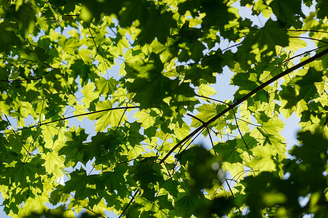 Maple leaves in Spring, Pullach im Isartal, near Munich, Upper Bavaria, Bavaria, Germany, Europe