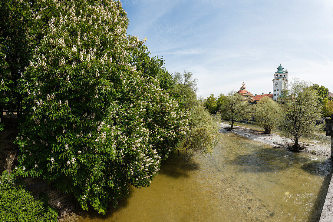 Müllersches Volksbad und Isar, Hallenbad, Architekt Carl Hocheder, 1901, Kastanienblüte, Fluß, München, Oberbayern, Bayern, Deutschland, Europa