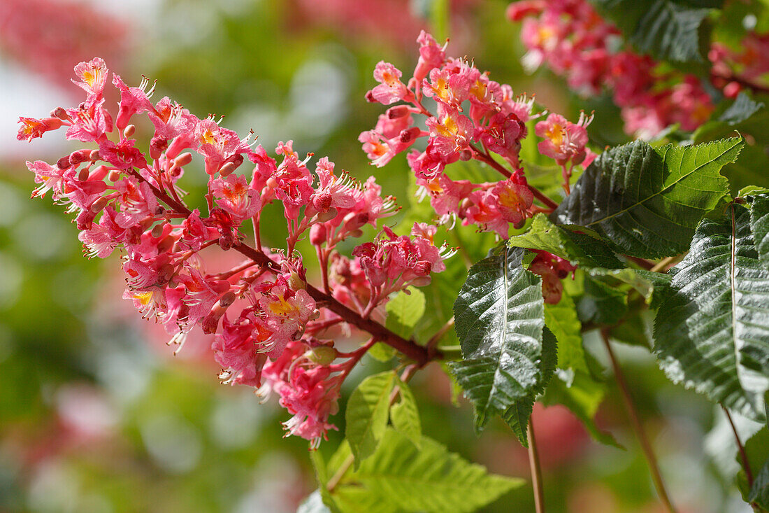 Kastanienblüte im Frühling, Hofgarten der Residenz, München, Oberbayern, Bayern, Deutschland, Europa