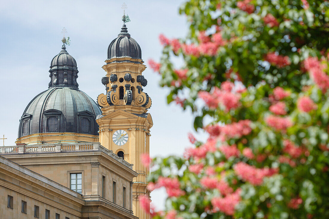 Theatine Church of St. Cajetan from Hofgarten behind the royal Residence, chestnut blossom, 17th century, Italian Baroque style, architects Agostino Barelli and Enrico Zuccalli, Munich, Upper Bavaria, Bavaria, Germany, Europe