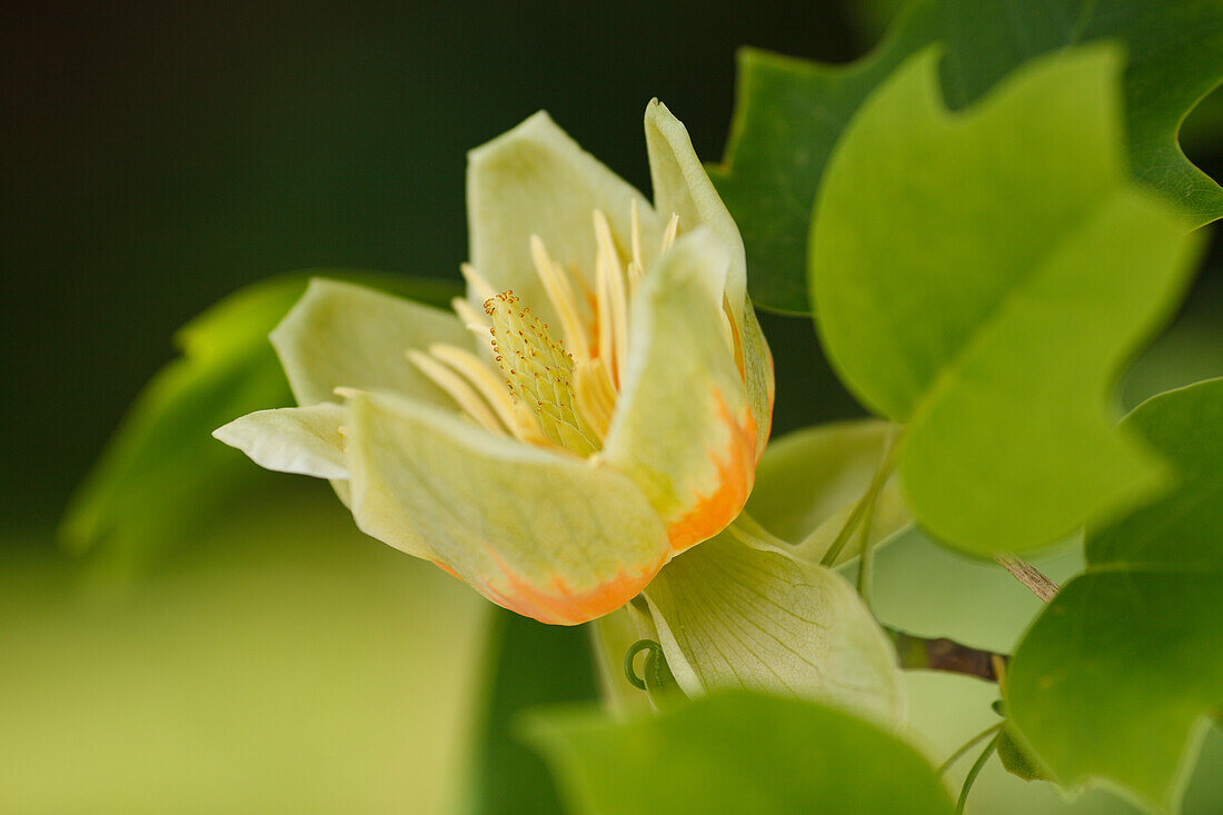 Blüte eines Tulpenbaums, lat. Liriodendron tulipifera, Frühling