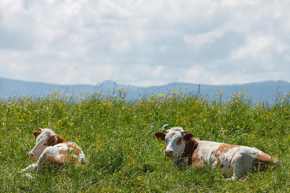 Cows lying in a flowering meadow, near Reutberg Abbey, near Sachsenkamm, foothills of the Alps, Landkreis Bad Toelz- Wolfratshausen, Upper Bavaria, Bavaria, Germany, Europe