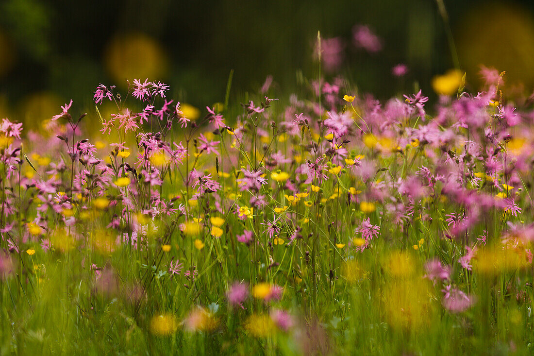 flowering meadow near Reutberg Abbey in spring, near Sachsenkamm, Landkreis Bad Tölz- Wolfratshausen, Upper Bavaria, Bavaria, Germany, Europe