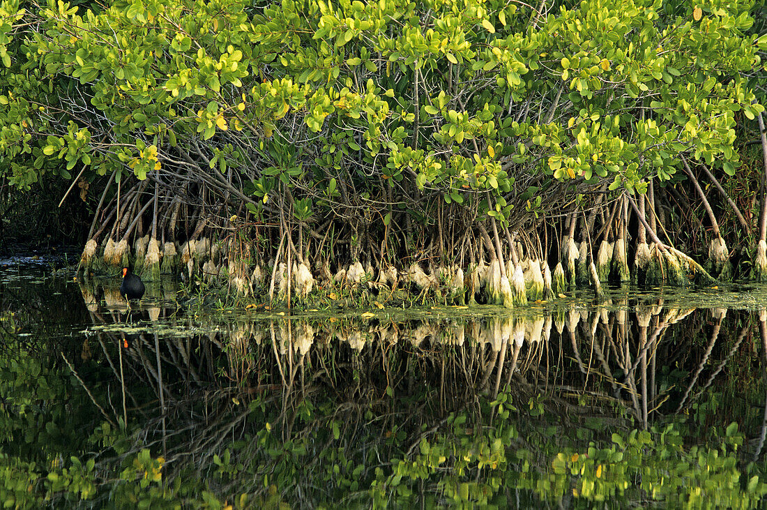 Red mangrove (Rhizophora mangle) reflected in slough, Ding Darling NWR, Florida, USA