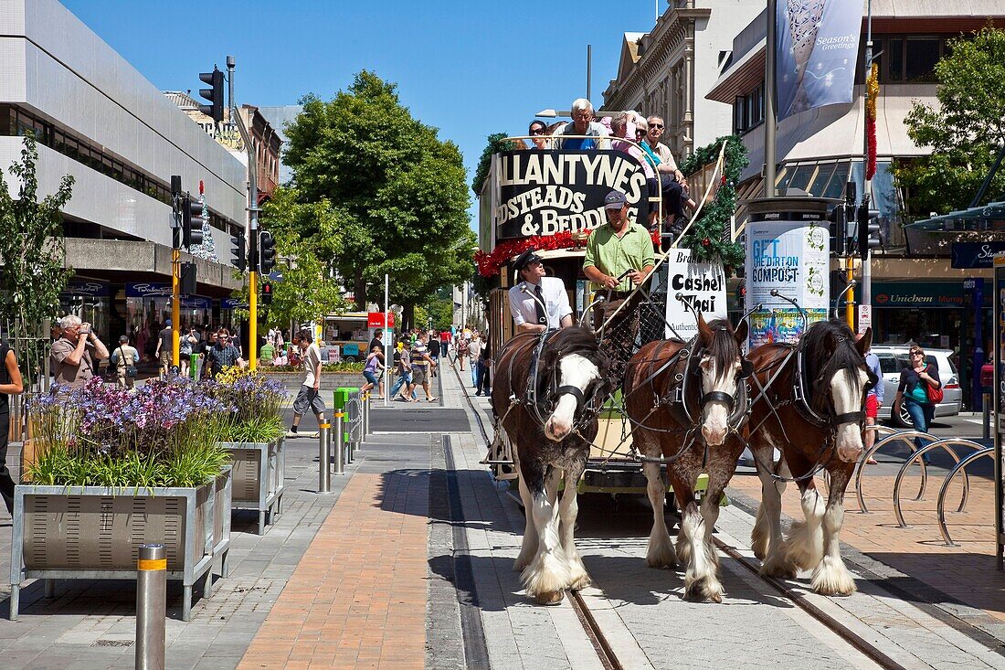 Clydesdale horses pull antique tram, Christchurch, canterbury, New Zealand.