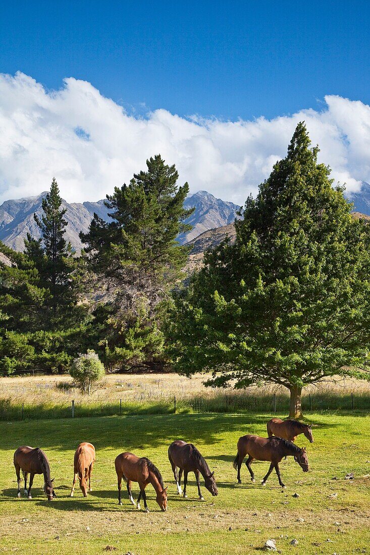 Horses grazing Upcot Station, Upper Awatere River valley, Marlborough, New Zealand.