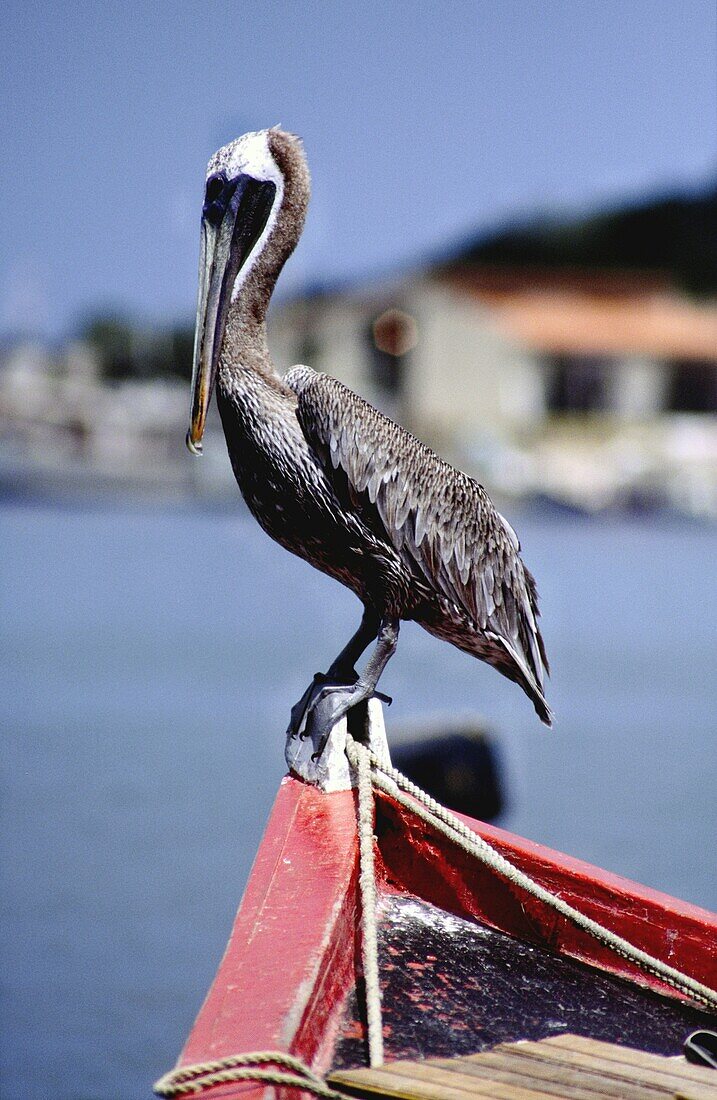 Pelikan, Playa Manzanillo, Isla Margarita, Bundesstaat Nueva Esparta, Venezuela