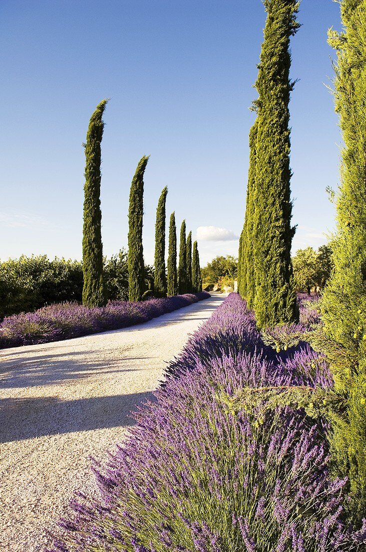 A cypress alley with lavender growing at the side of the road