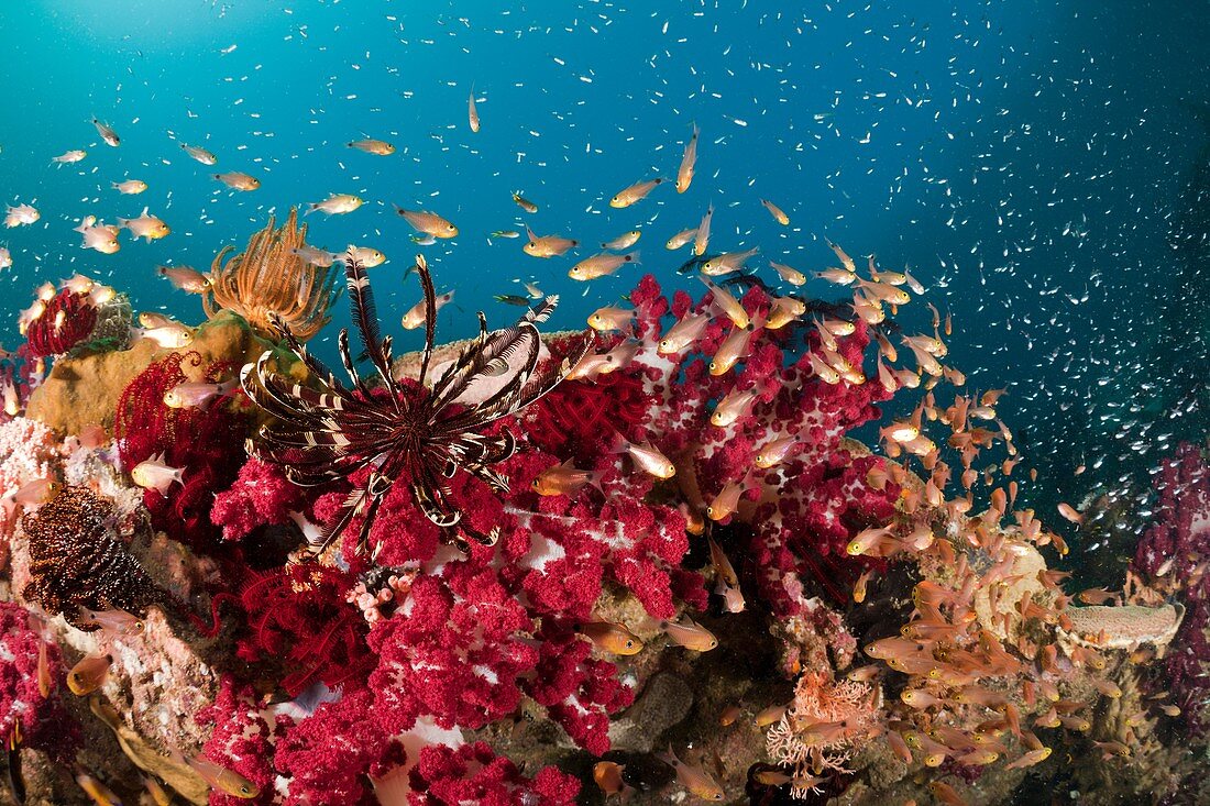 Twinspot Cardinalfish in Soft Corals, Archamia biguttata, Raja Ampat, West Papua, Indonesia