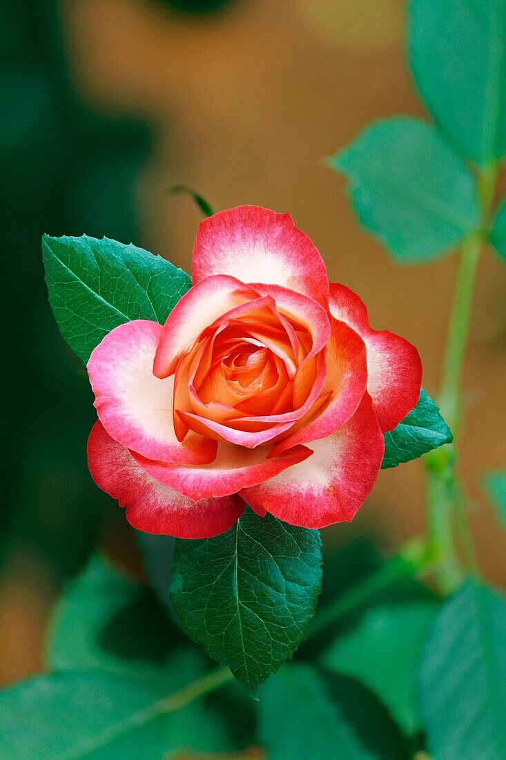 Kirsche Parfait Rose Blume