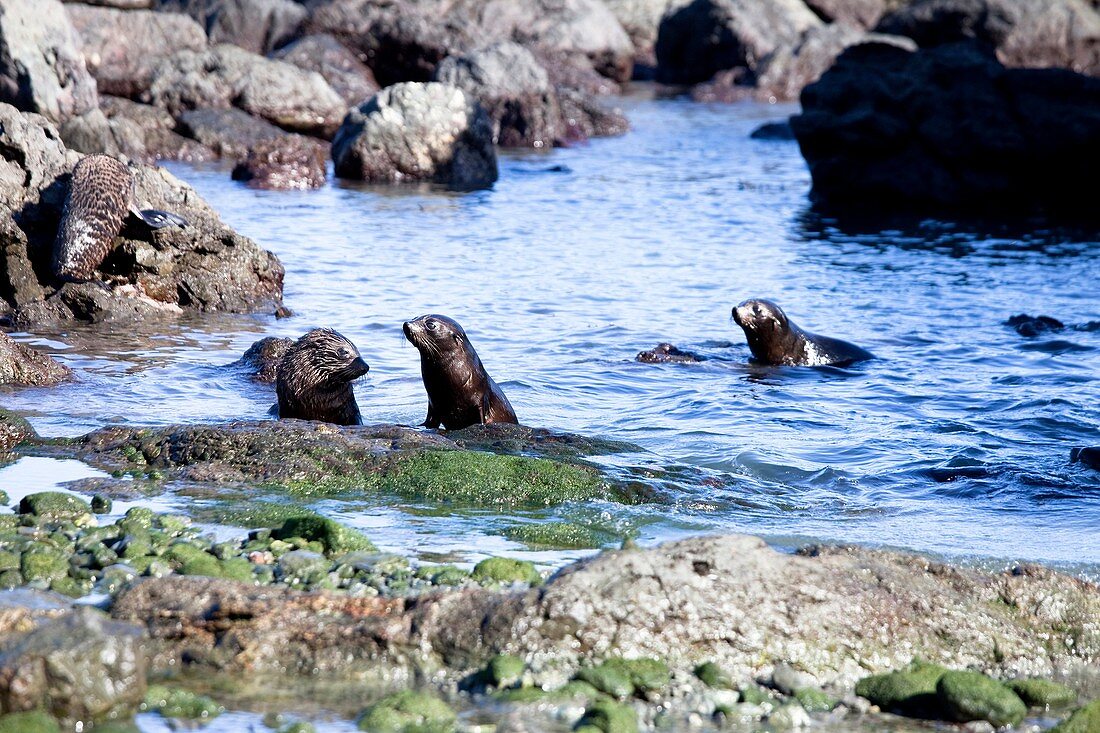 Fur Seals, Cape Palliser, North Island, New Zealand