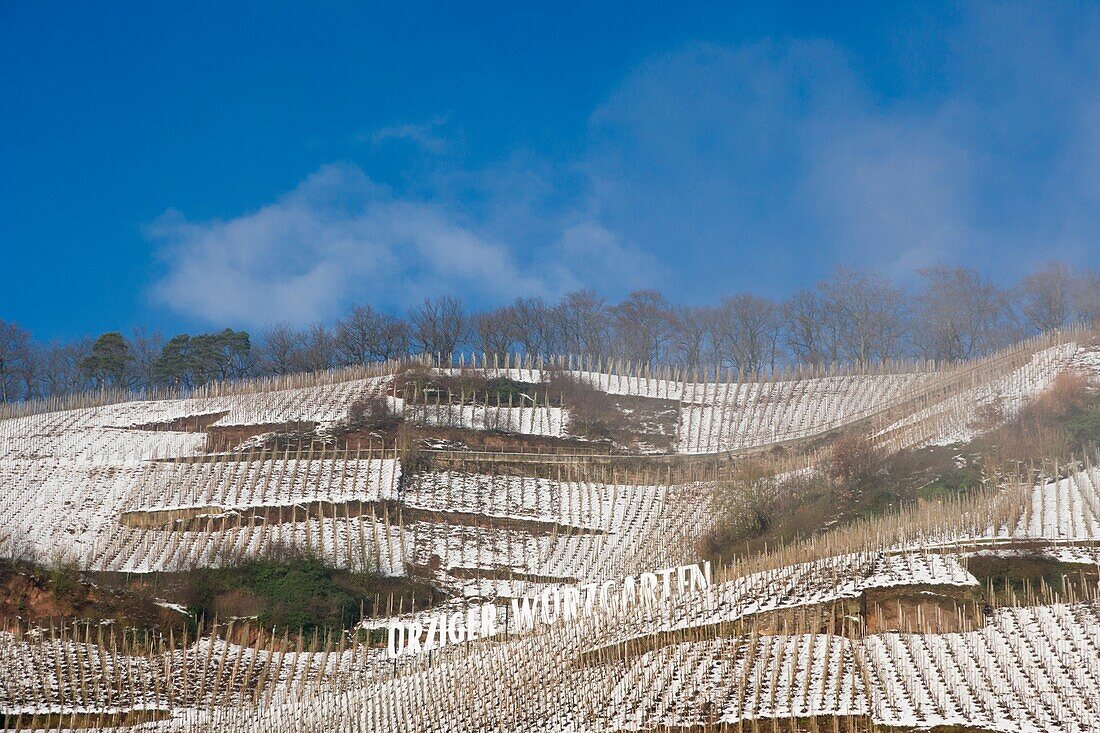 The Spice Garden of Urzig, Urziger wurzgarten, vineyard, Mosel, Moselle, Valley, Rhineland-Palatinate, Germany, Winter.