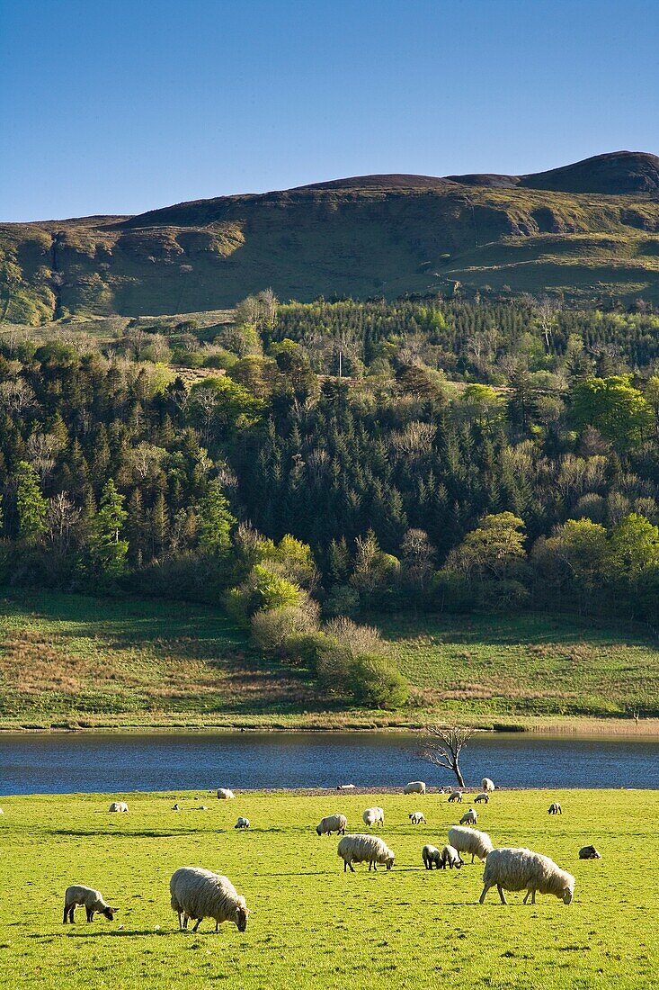 Sheep grazing at Glencar Lake in Ireland, Europe