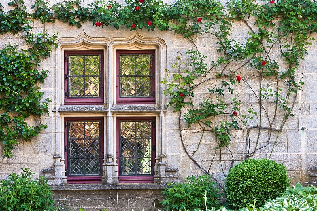 Close up of a window overgrown with flowers, Burgundy, France, Europe