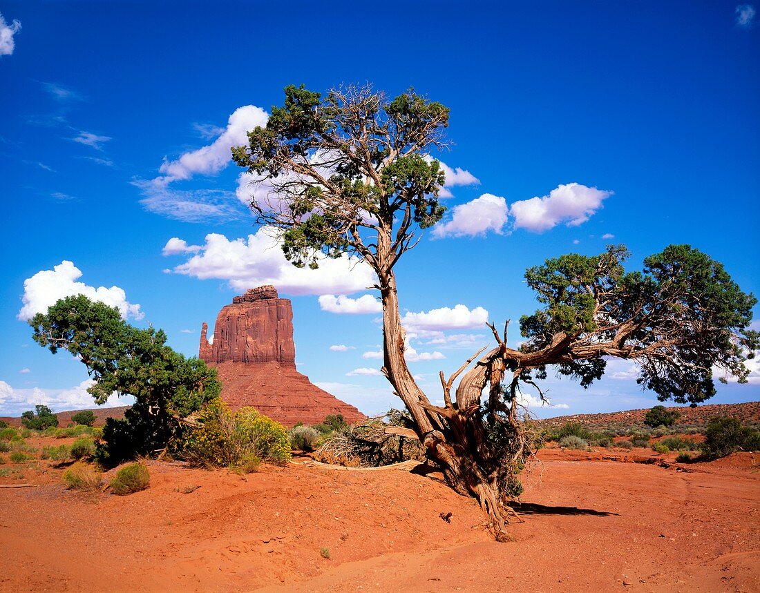 Mitten Butte and Tree, Monument Valley, Arizona