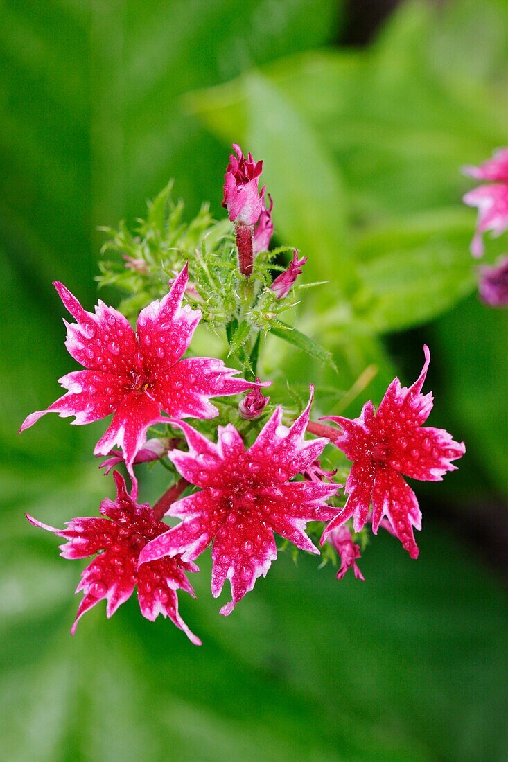 Red Dianthus flowers