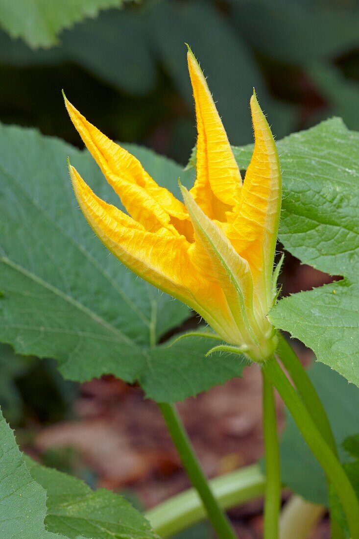 Half-opened pumpkin flower