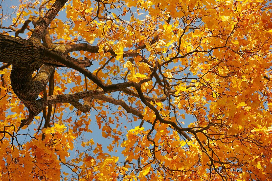 Oak tree in autumn colours