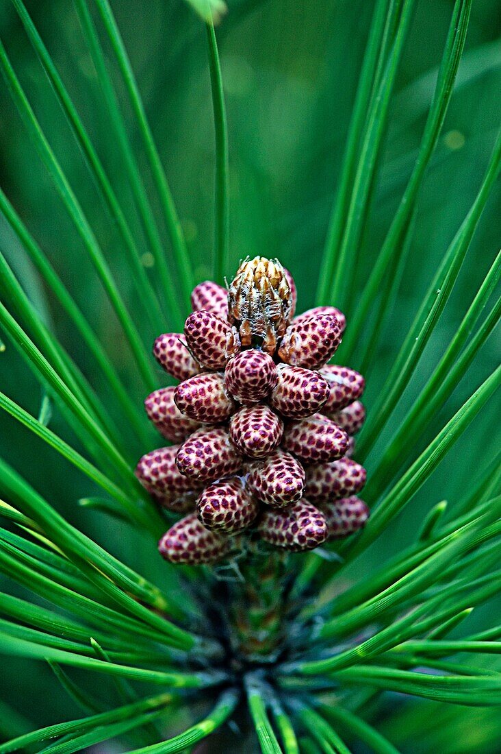 Needles and Pollen Cones on Lodgepole Pine Tree or Pinus contorta latifolia
