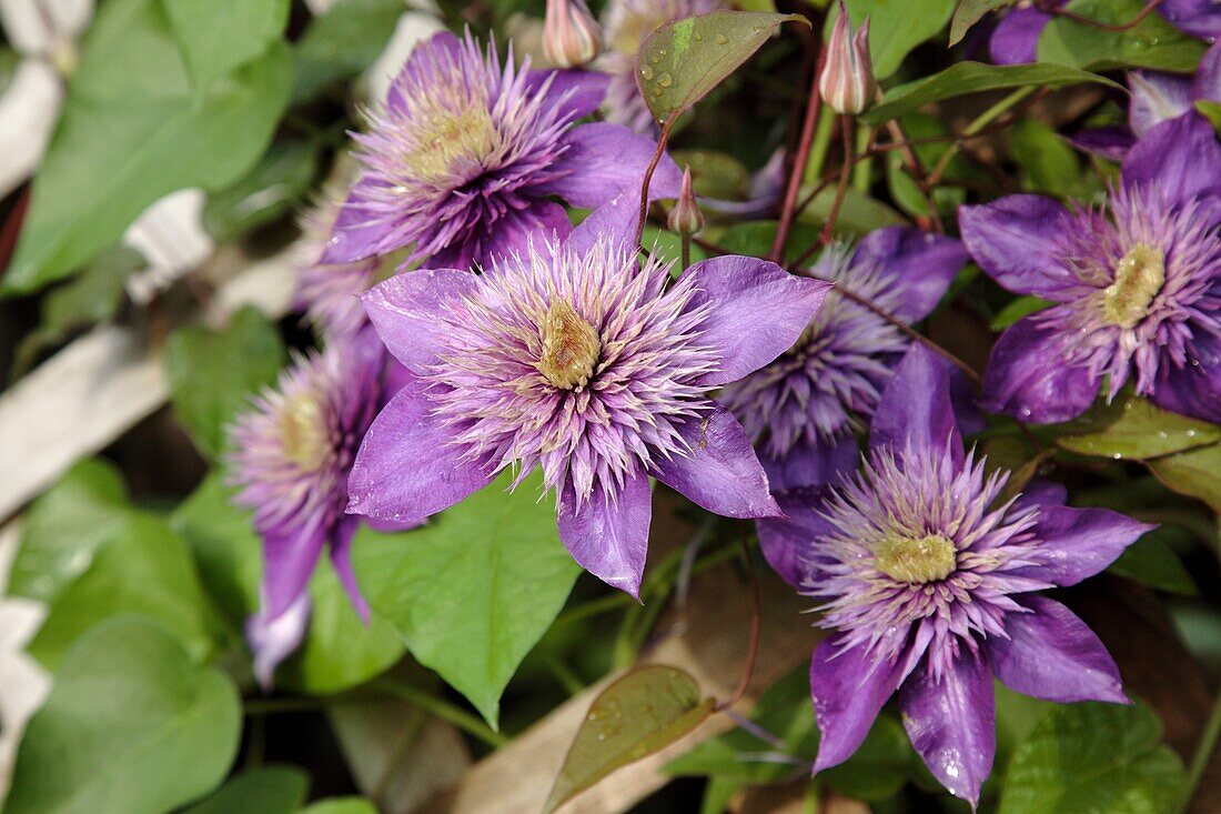 Clematis flowers during the summer months at Prescott Park in Portsmouth, New Hampshire USA