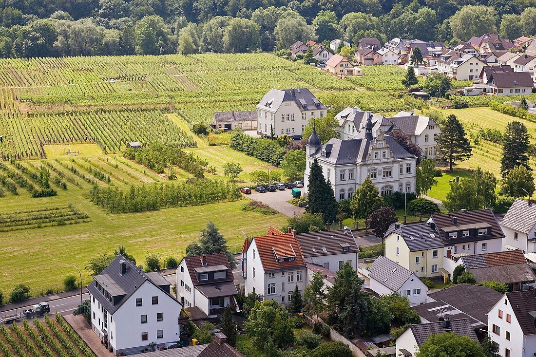 Europe, Germany, Rhineland, area of Bonn, Ahrweiler, vineyards, trail of the wine