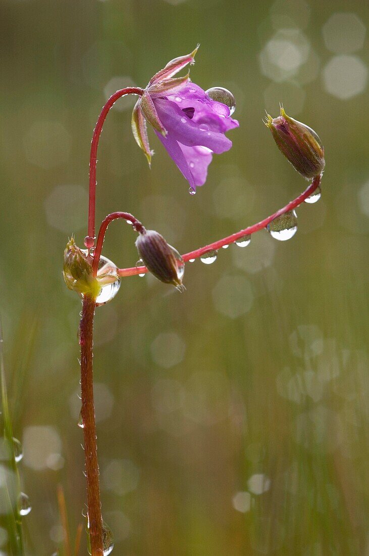 Alfilerillo de pastor, Gewöhnlicher Storchschnabel, Erodium cicutarium Ourense, España