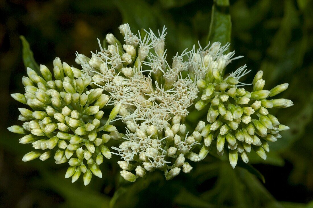 Hemp agrimony, Eupatorium cannabinum Pontevedra, España