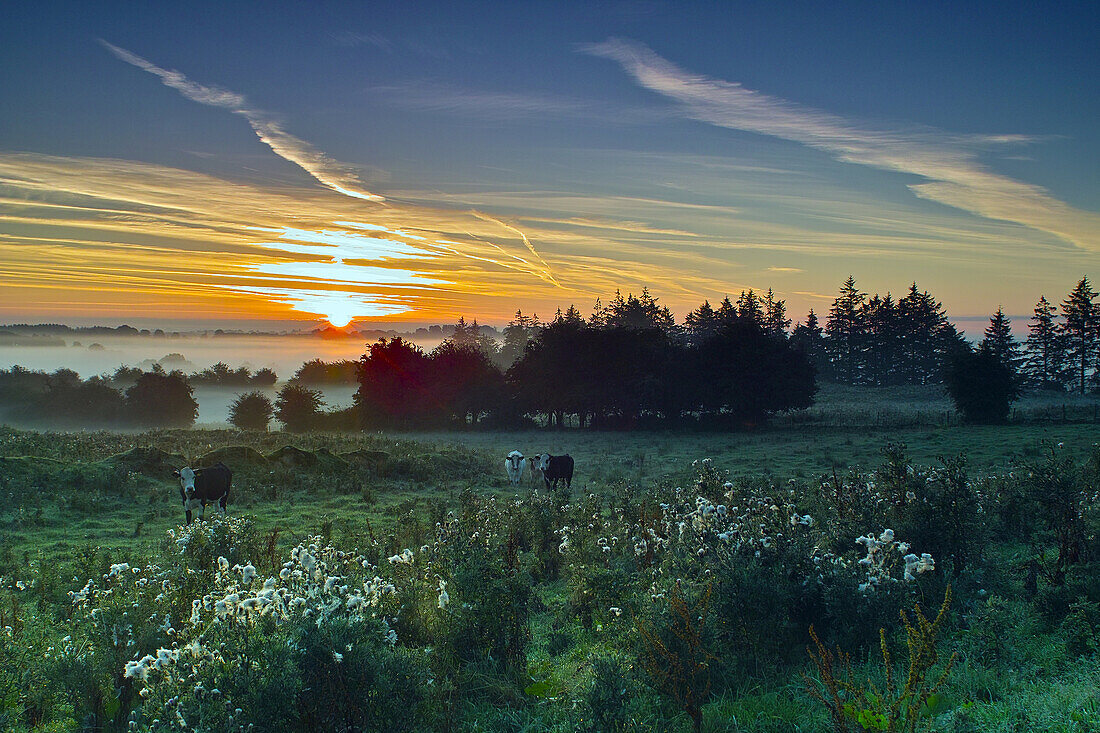 Sunrise at Loughnavalley, County Westmeath, Ireland.