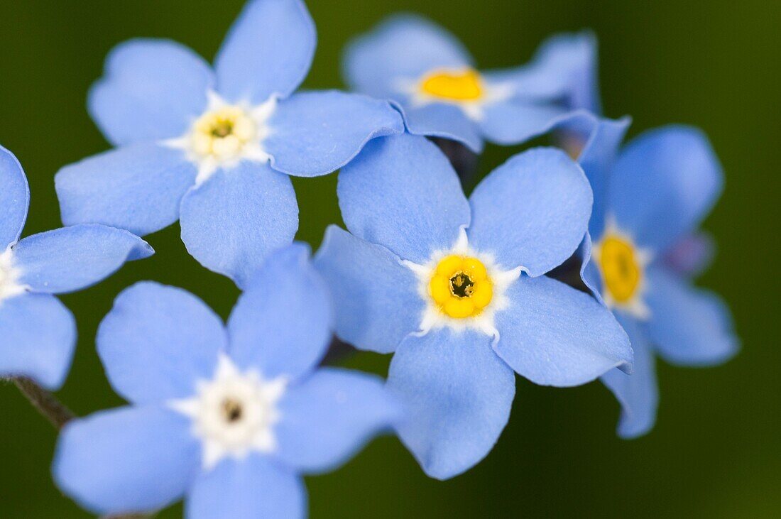 Close up of forget-me-not flowers Myosotis spp