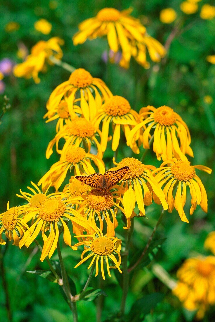 Schmetterling auf einer gelben Blüte 'Hymenoxys hoopesii'