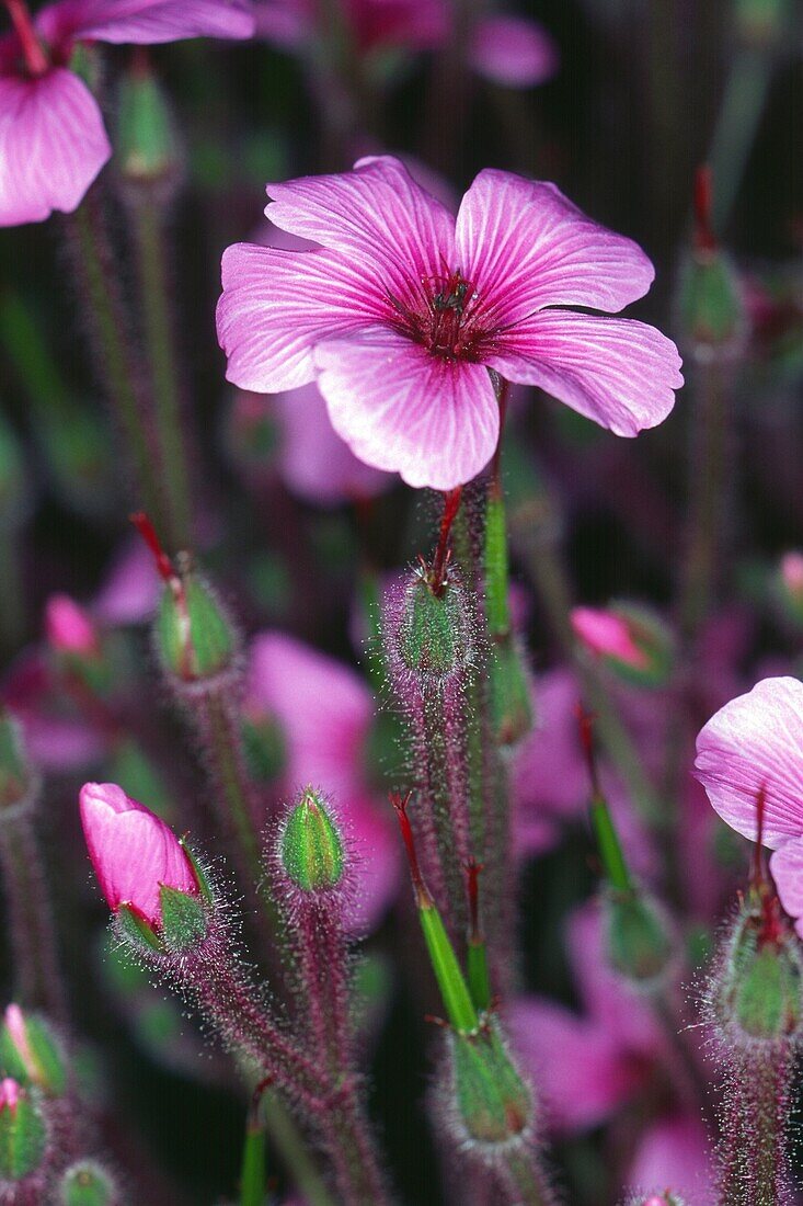 Geranium Maderense purple flower