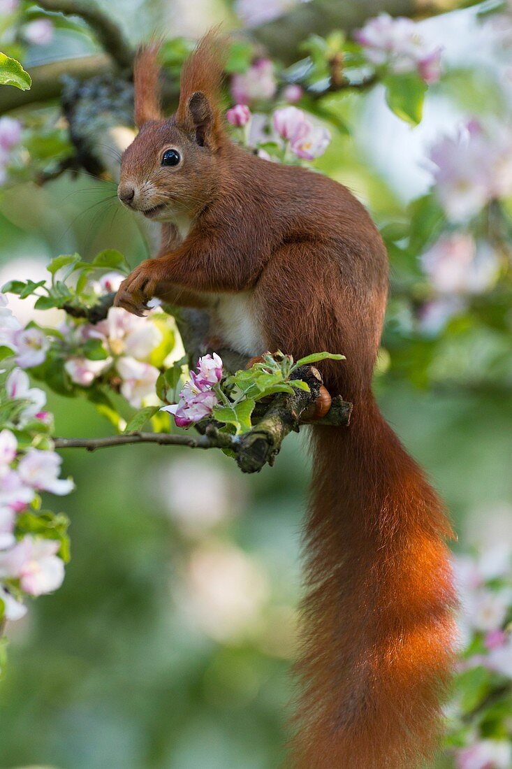 European Red Squirrel Sciurus vulgaris, sitting in flowering apple tree, Lower Saxony, Germany