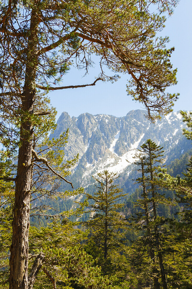 Conifers forest. Pont dEspagne.