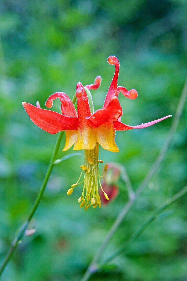 Goose Creek Mountains, Crimson Columbine Wildblume in der Nähe von Thompson Creek und Ross Falls in den Goose Creek Mountains im Süden Idahos