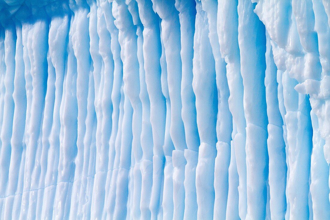 Iceberg detail in and around the Antarctic Peninsula during the summer months, Southern Ocean  MORE INFO An increasing number of icebergs are being created as climate change is causing the breakup of major ice shelves and glaciers all around the Antarctic