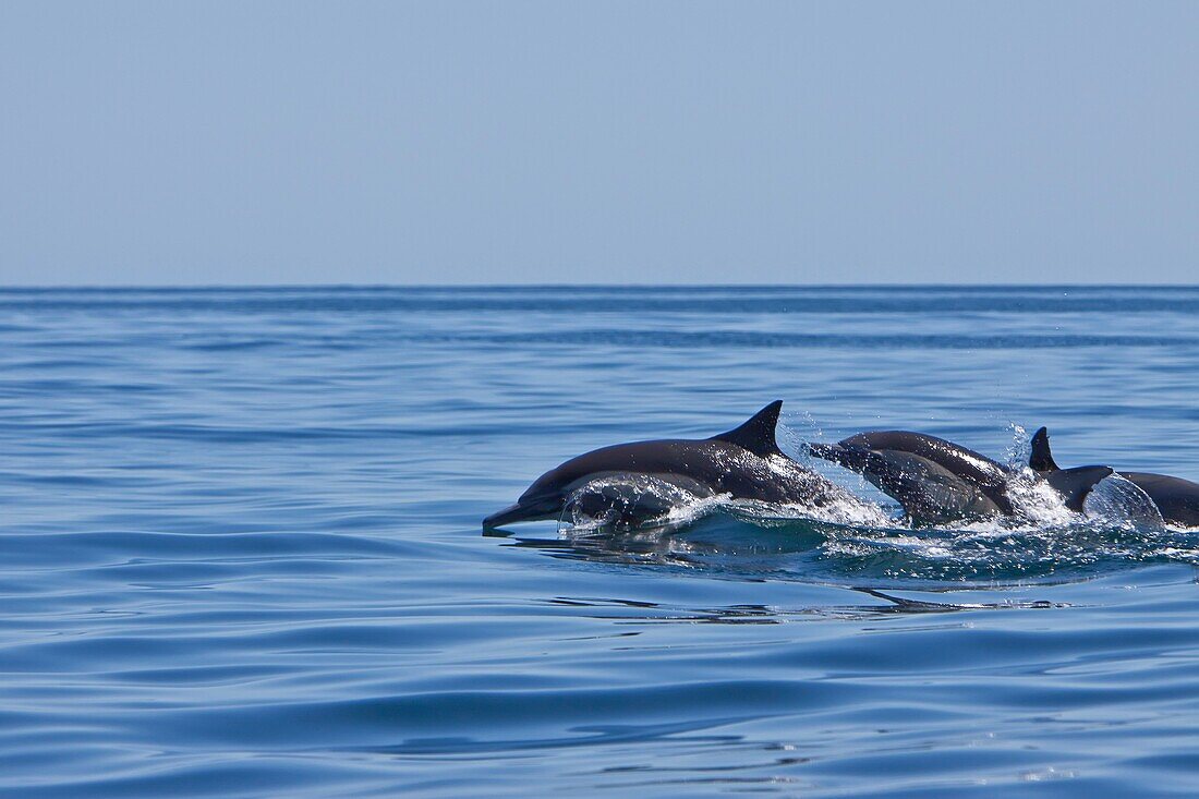 Long-beaked Common Dolphin pod Delphinus capensis encountered traveling off Isla Danzante in the southern Gulf of California Sea of Cortez, Baja California Sur, Mexico