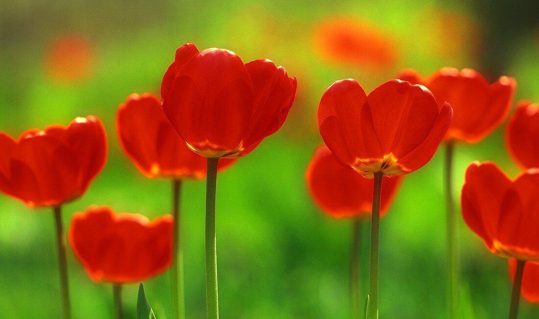 Red Tulips